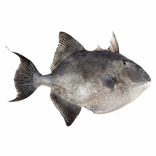 livraison Poisson Baliste Far فار بحر Courses en ligne Gabes Tunisie supermarché en ligne Gabes vente en ligne poisson Gabes Tunisie livraison à domicile Gabes